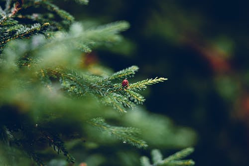 Background image of a wintery pine tree in a wood