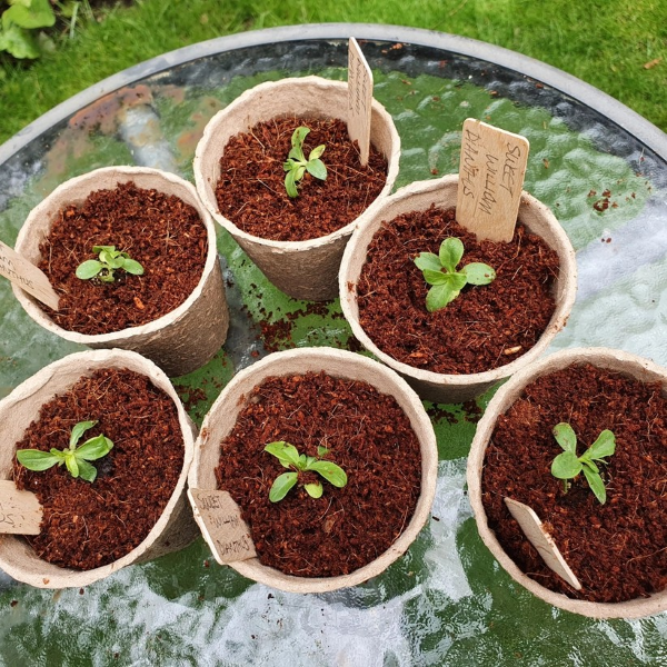 Coco coir compost shown in small coco coir pots with seedlings