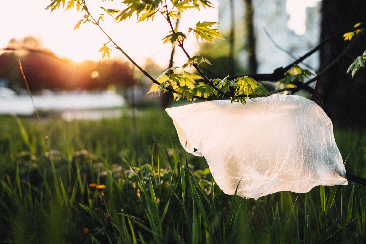 Plastic bag caught in grass
