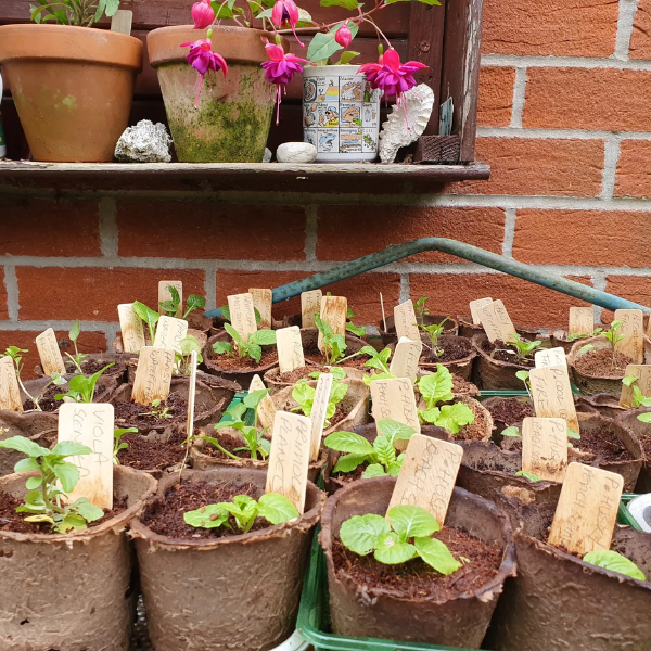 Plants with eco-friendly wooden plant markers