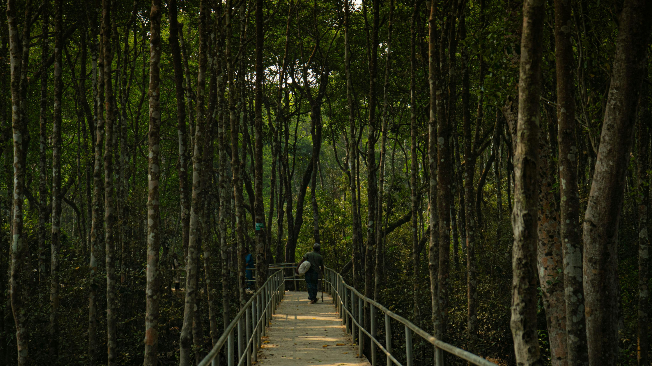 Forest with a wooden walkway with person walking along 