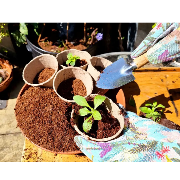 Biodegradable pots being planted with seedlings