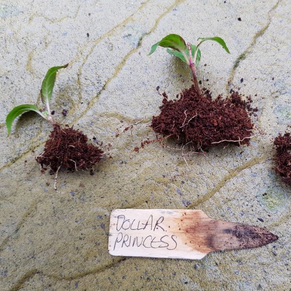 Seedlings with eco-friendly wooden plant marker