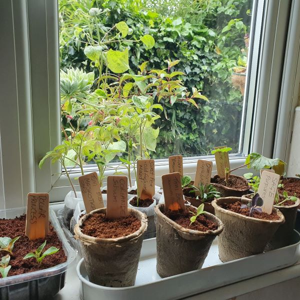 Eco-friendly wooden plant markers in pots on a windowsill