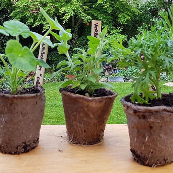 Three biodegradable plant pots with plant growing healthily