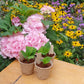 Three biodegradable plant pots with hydrangea plant cuttings