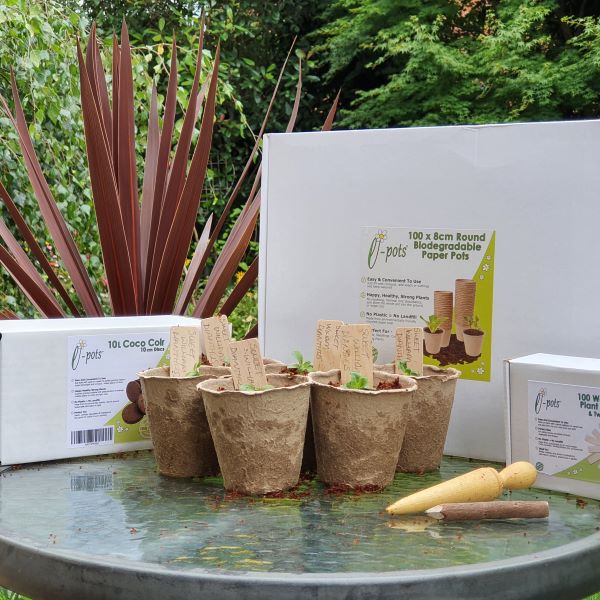 Several biodegradable plant pots with plant cuttings and cardboard box