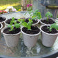 Several biodegradable plant pots with sweet pea cuttings