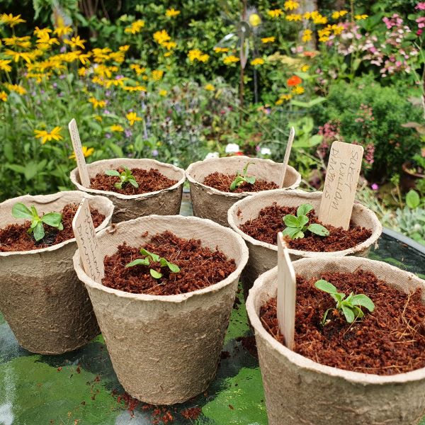 Several biodegradable plant pots with cuttings and wooden labels